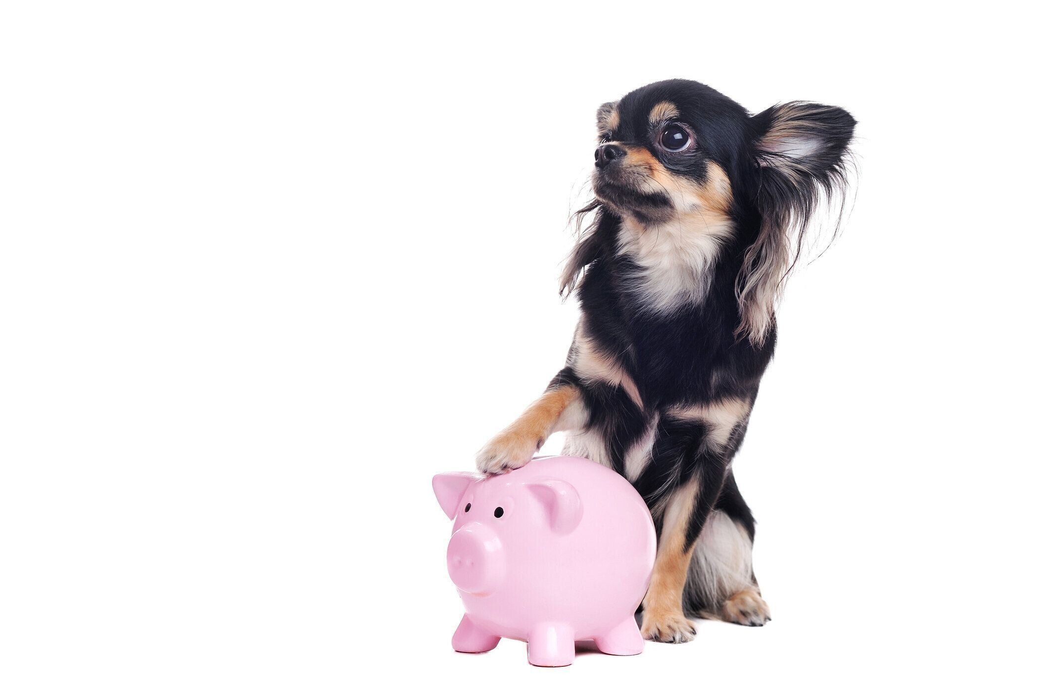 愛犬の健康寿命をお金で守りましょう