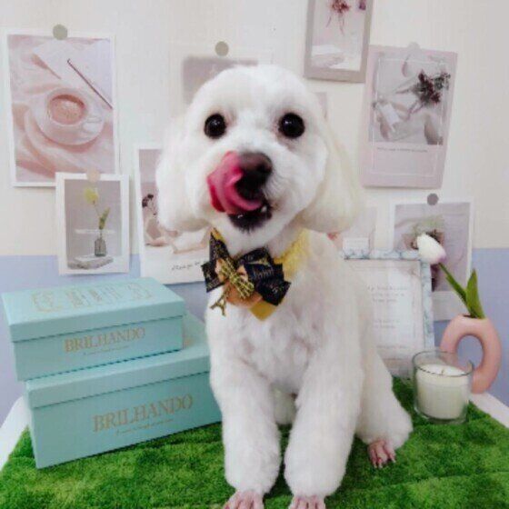 トリミング後のロンちゃん