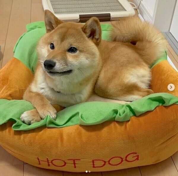 ペットベッドでくつろぐはじめくん