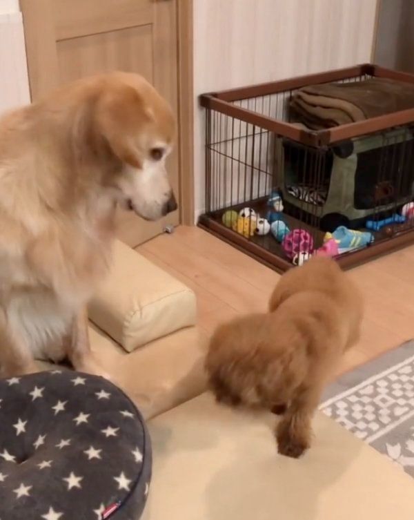 おやつをもらうゴールデン・レトリーバーとトイ・プードル