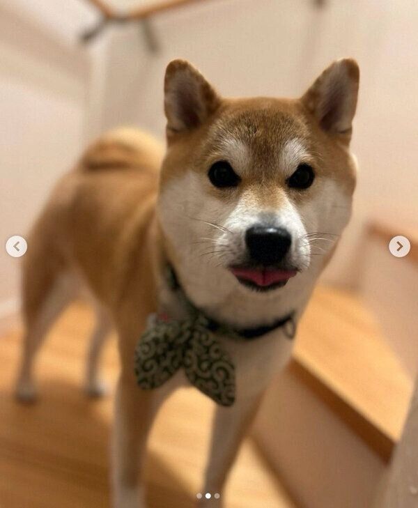 舌をちょろっと出すラテくん