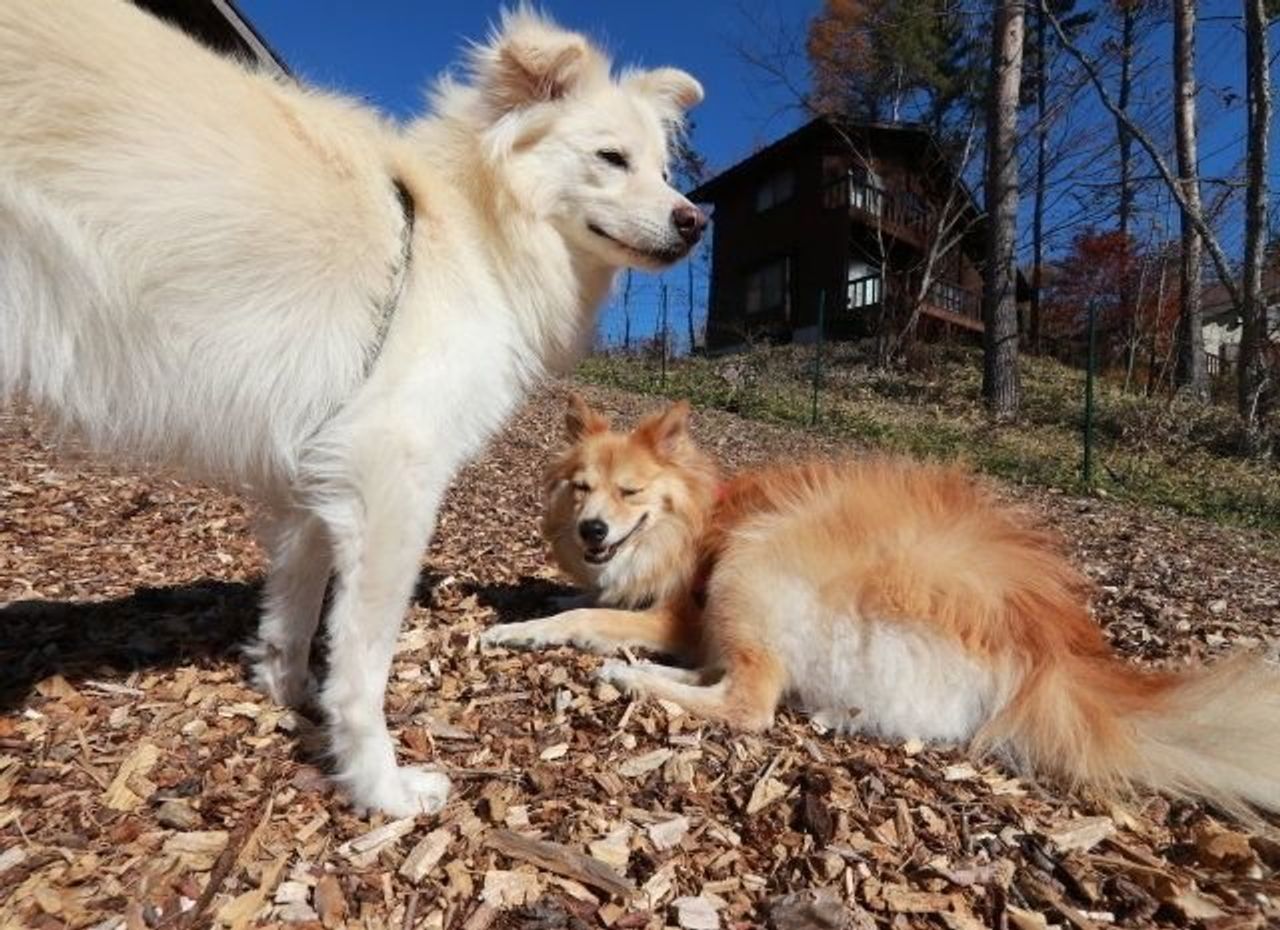 暑がり犬あるある 穴澤賢の犬のはなし いぬのきもちweb Magazine 暑がり犬あるある 穴澤賢の犬のはなし いぬのきもちweb Magazine