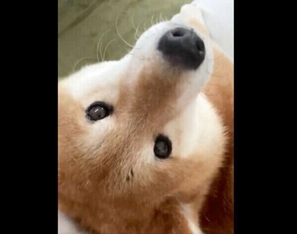 こんな幸せそうな顔は反則 なでて の圧がスゴい柴犬のアピールがズルすぎた いぬのきもちweb Magazine こんな幸せそうな顔は反則 なでて の圧がスゴい柴犬のアピールがズルすぎた いぬのきもちweb Magazine