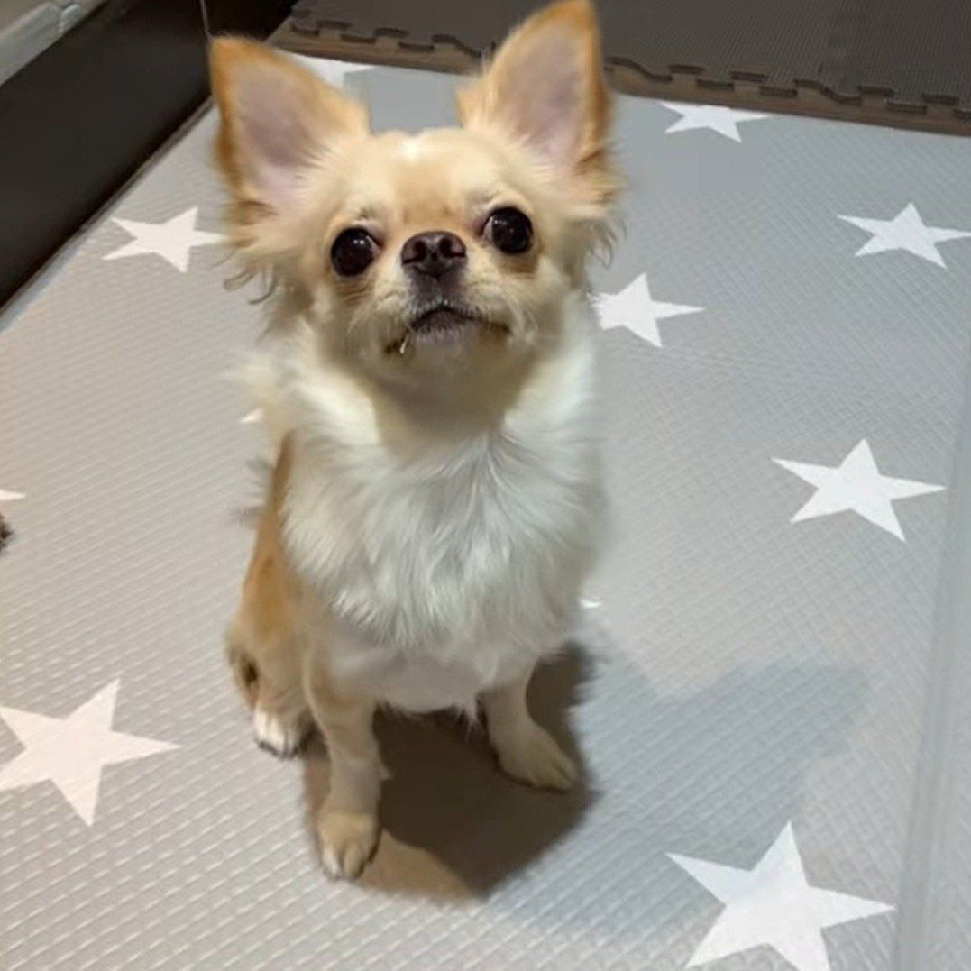 じっとパパさんを見つめるみるくちゃん