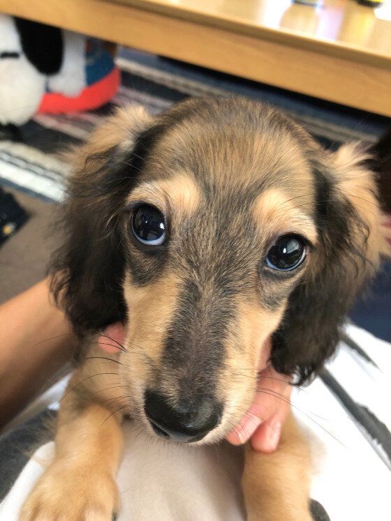 上目遣いをするミニチュア・ダックスフンド