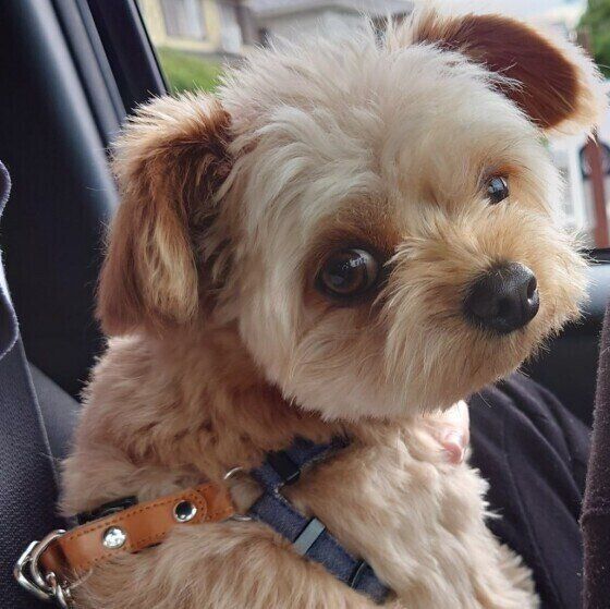 ドライブ中のロアくん