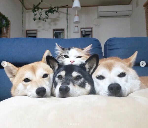 仲良しな4匹