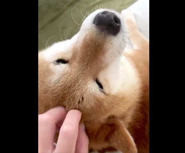 撫でての圧がスゴいぽてとくん