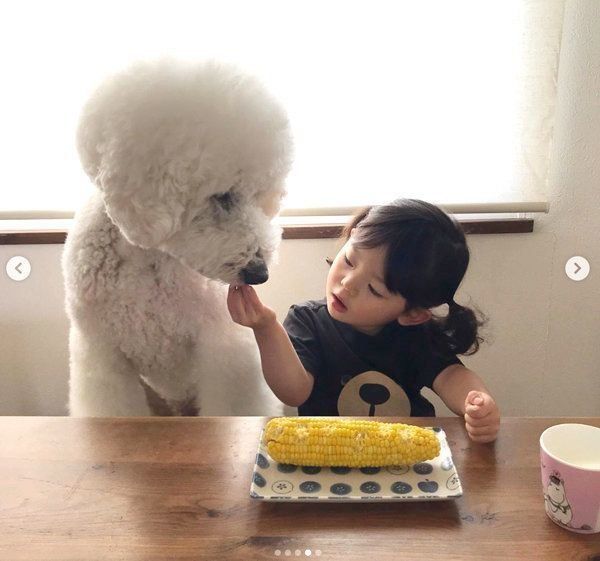 とうもろこしが大好きなスタンダード・プードルと女の子