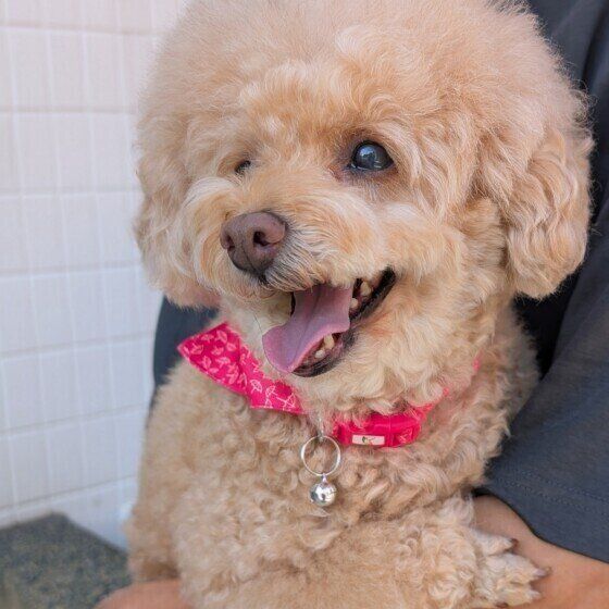 シニアのトイ・プードル