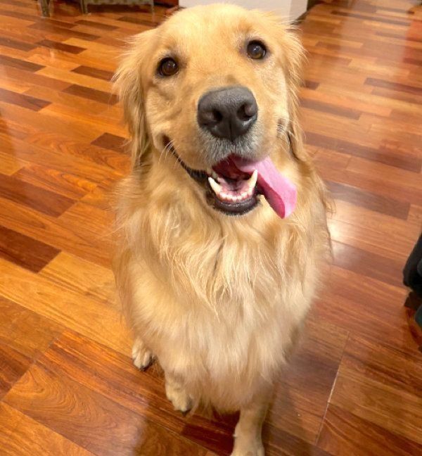 舌を出すこはるちゃん