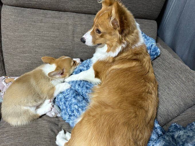 (写真左から)シフォンちゃん(撮影時、生後2カ月)と、先住犬・ブランちゃん(撮影時、生後8カ月)