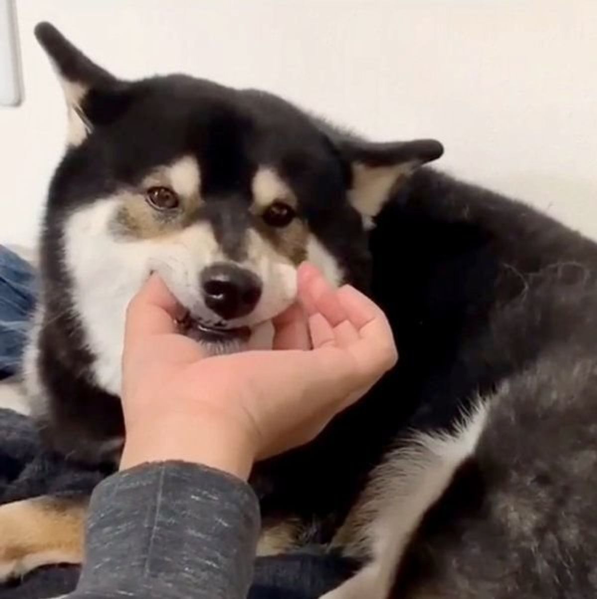 リアルおっさんずラブ ご主人が好きすぎるワンコの胸キュン行動とは いぬのきもちweb Magazine リアルおっさんずラブ ご主人が好きすぎるワンコの胸キュン行動とは いぬのきもちweb Magazine