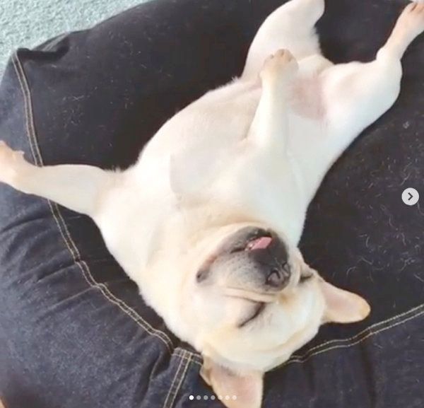 ソファでヘソ天するフレンチ・ブルドッグ