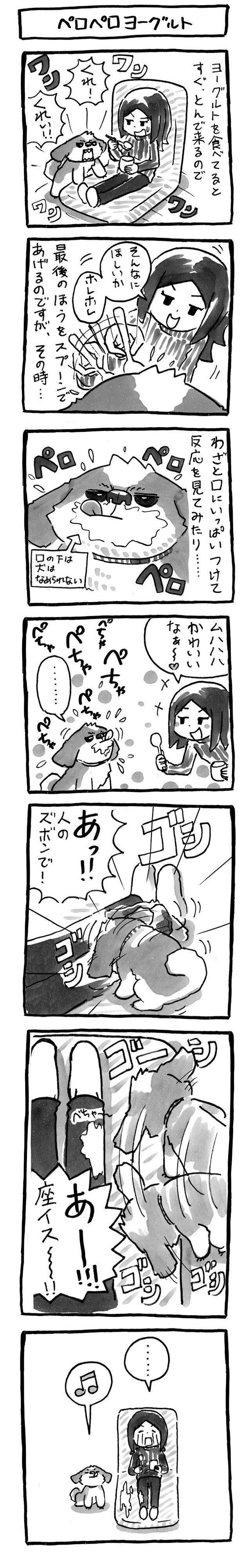 因果応報 犬だってイタズラされたらきっちり逆襲 連載 シーズー犬のてんぽ 第117回 いぬのきもちweb Magazine