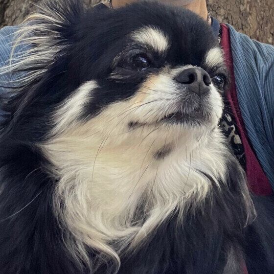 ニオイを嗅ぐチワワ