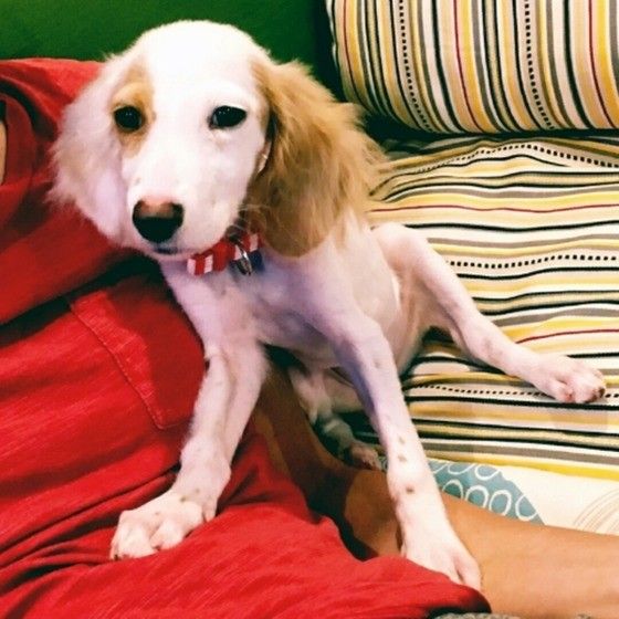 見つめるイングリッシュ・セター