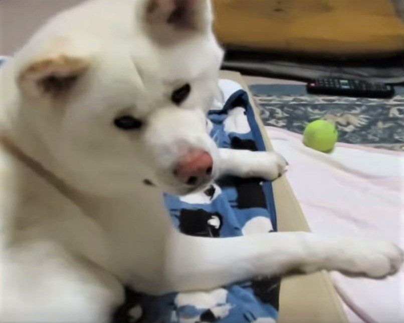 眠そうな秋田犬