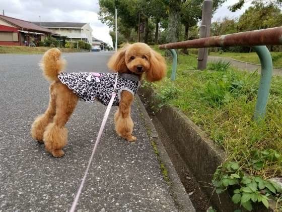 散歩中のトイプードル