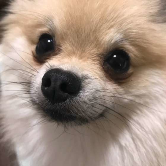 ポメラニアン