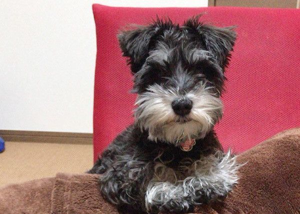 見つめるミニチュア・シュナウザー