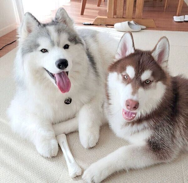 仲良しなグーテくんとバンデくん