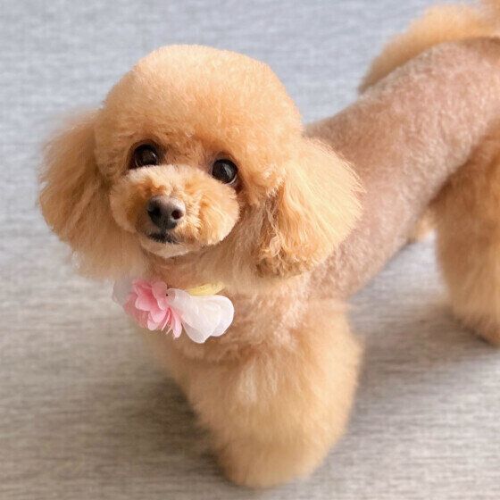 愛犬をおしゃれにするより優先すべきことがある？ トリミングカットを避けた方がよいケースとは いぬのきもち