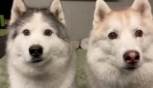 仲良しなフィスくんとグーちゃん