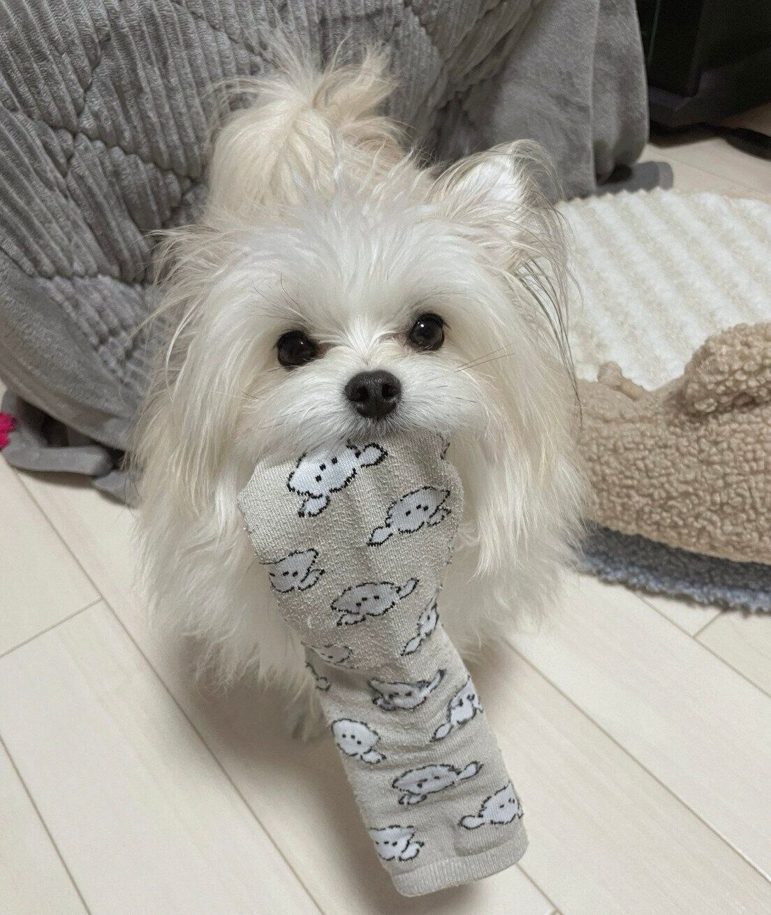 靴下をくわえるめろ子ちゃん