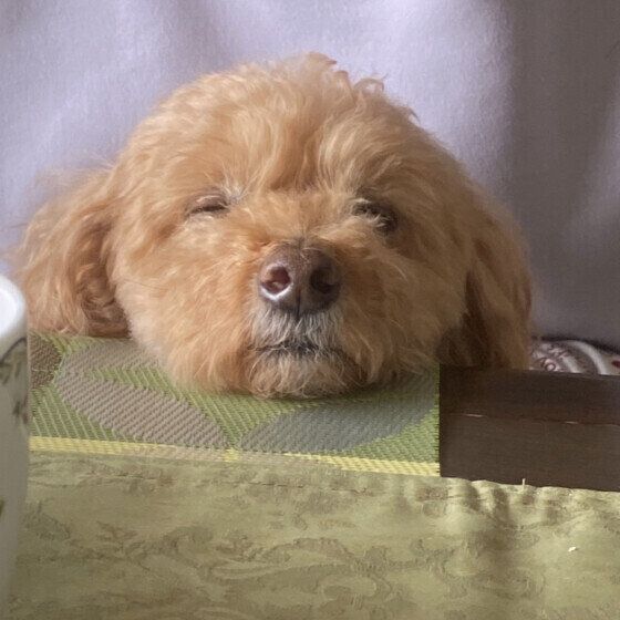 トイ・プードルのもこちゃん