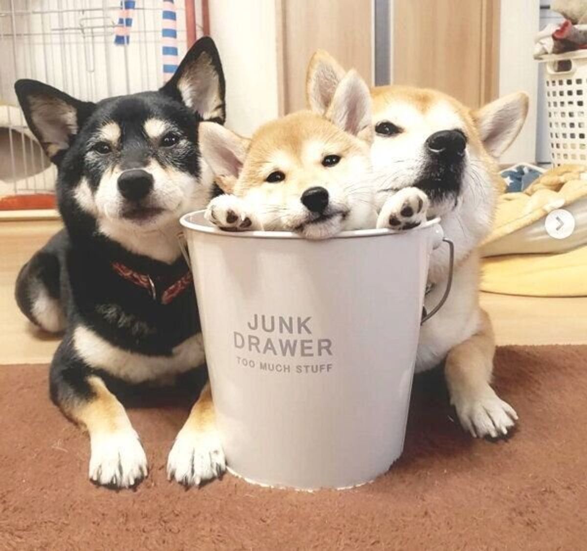 幸せを絵に描いたようだ 柴犬3姉妹のくつろぐ姿が最高に可愛い いぬのきもちweb Magazine 幸せを絵に描いたようだ 柴犬3姉妹のくつろぐ姿が最高に可愛い いぬのきもちweb Magazine