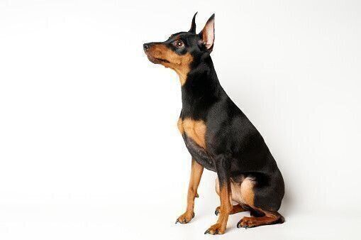 ミニチュア・ピンシャー