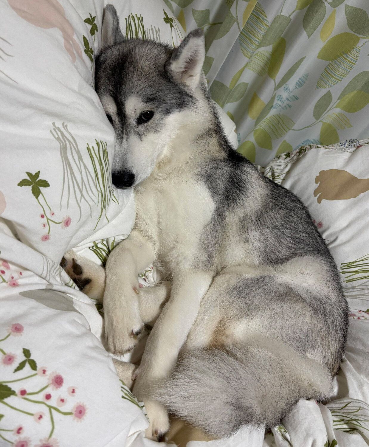 ふかふかのお布団でまったりするムギちゃん