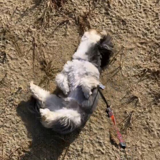 砂の上でゴロンゴロン