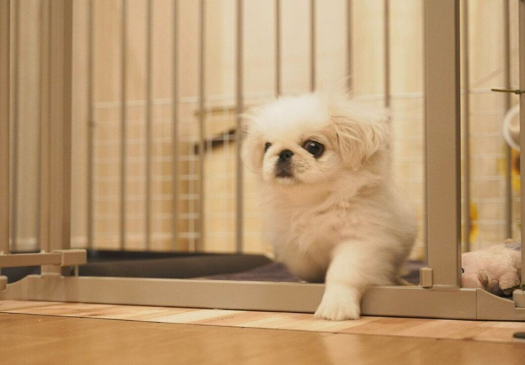 ハウスに戻る練習中のぬん坊くん