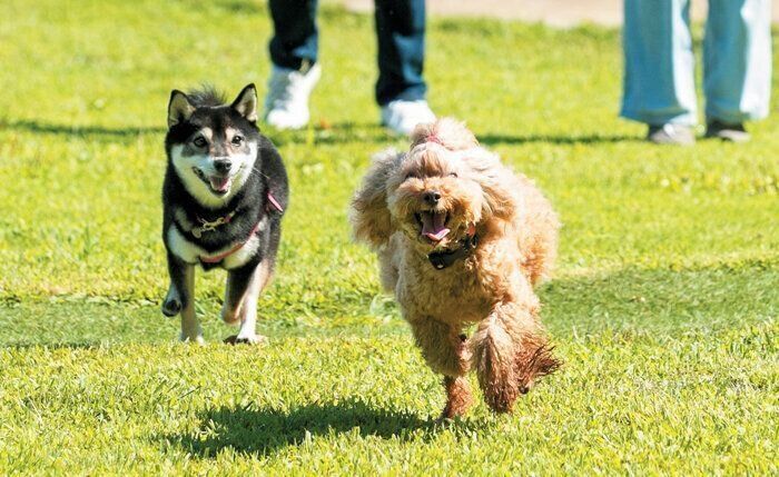 ドッグランで遊ぶ2頭の犬