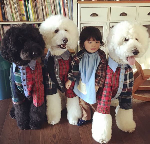 仲良しなスタンダード・プードル兄弟