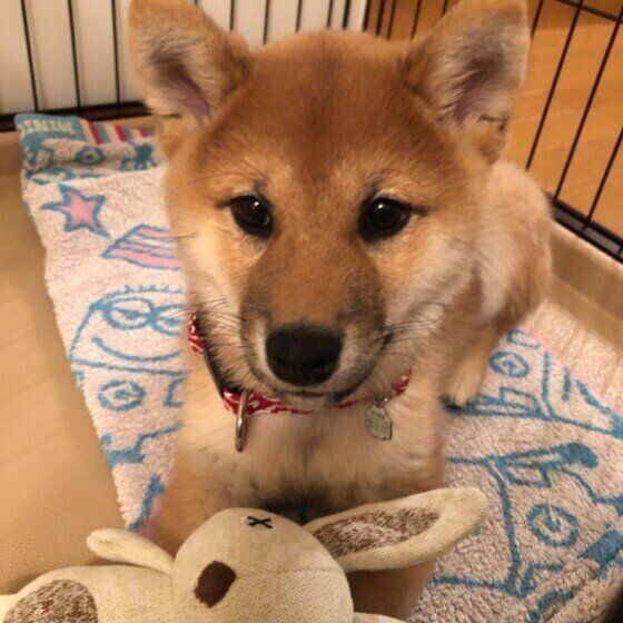 柴
