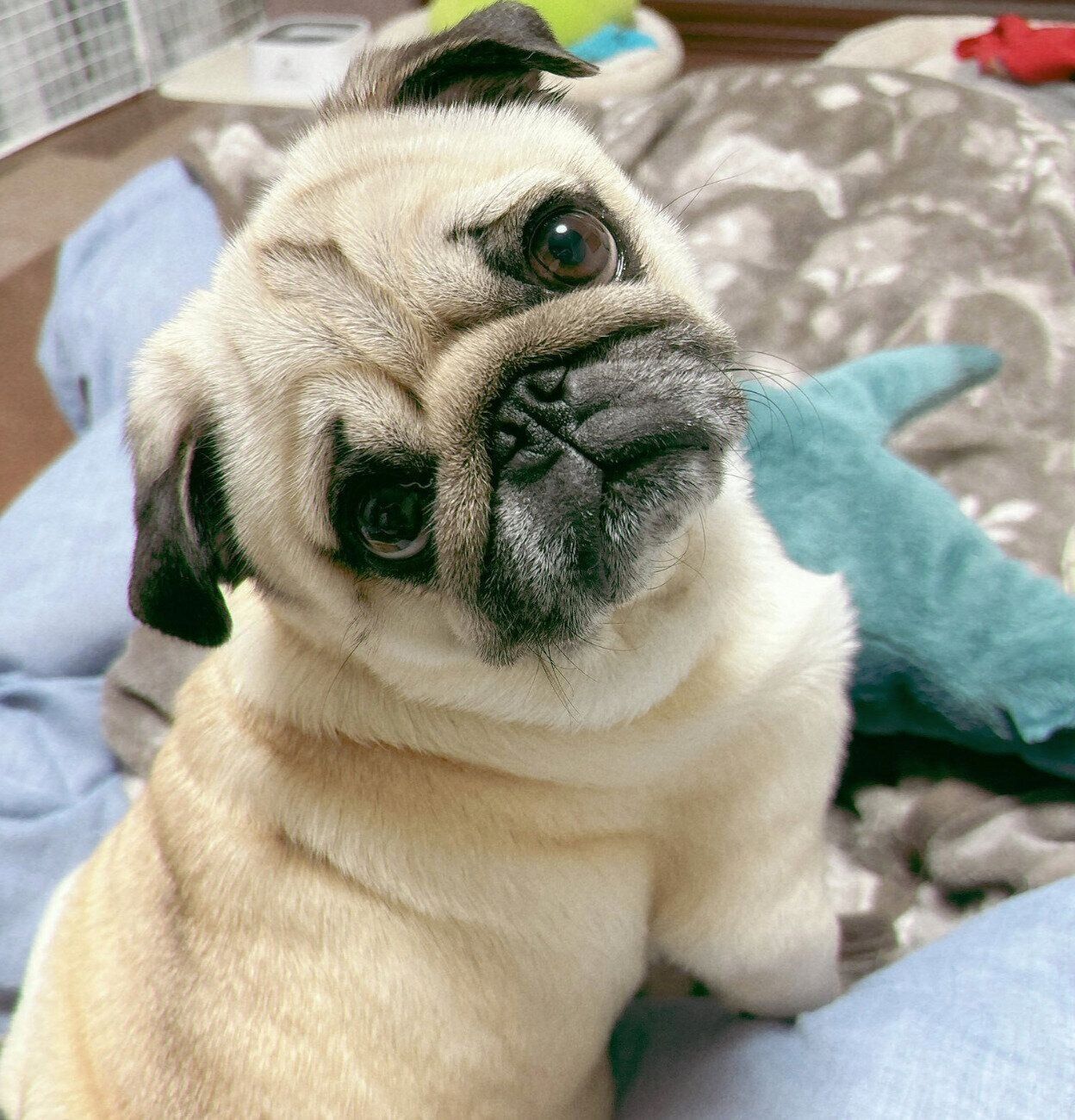 見つめるむむくん