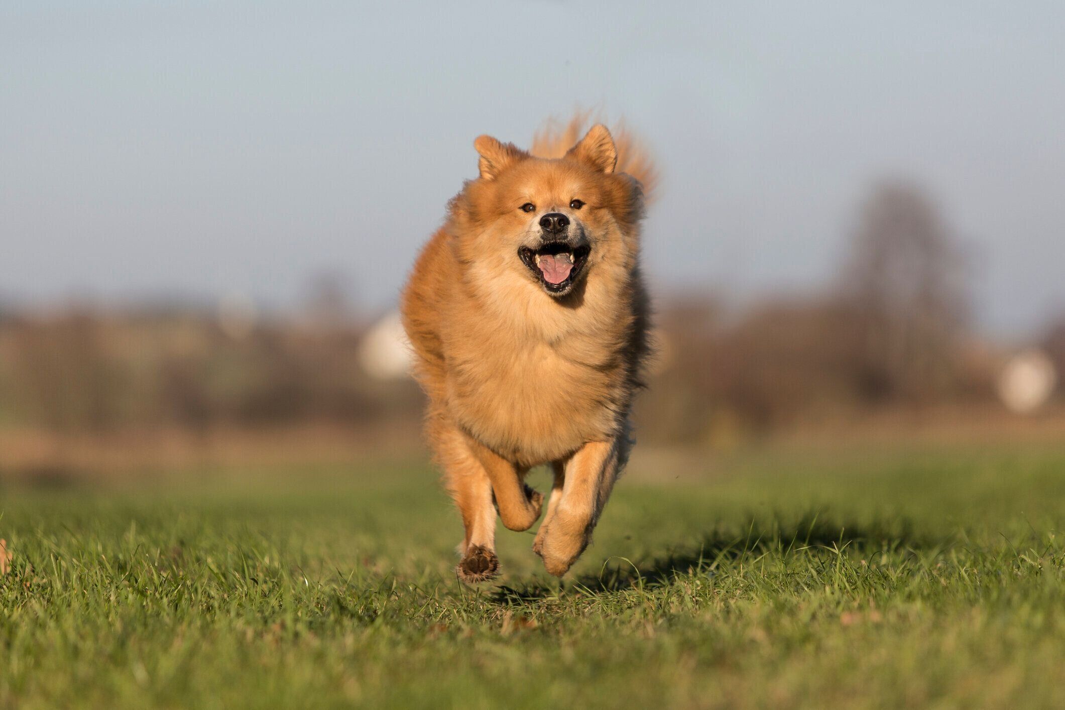 ユーラシア　犬