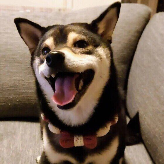 笑顔のももちゃん（柴）