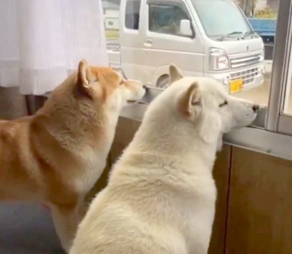 お外を眺めるみかんちゃんとQ太郎くん