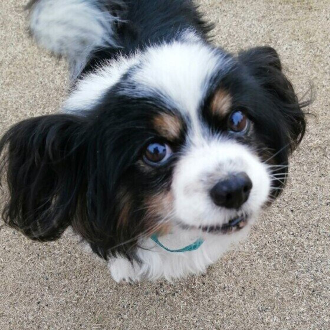 犬の検便 正しい方法を知ってる ウンチを動物病院に持っていく場合の注意点 いぬのきもちweb Magazine 犬の検便 正しい方法を知ってる ウンチを動物病院に持っていく場合の注意点 いぬのきもちweb Magazine