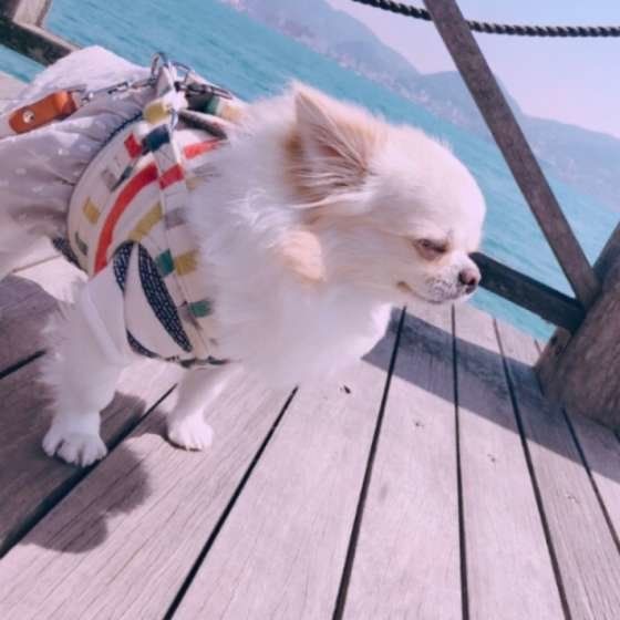 お散歩中のチワワ