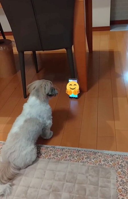 テレビ電話を見つめるリロちゃん