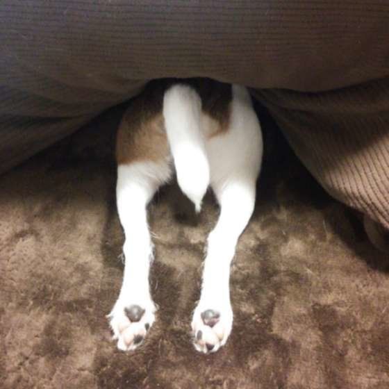 お尻ぷりっぷり！