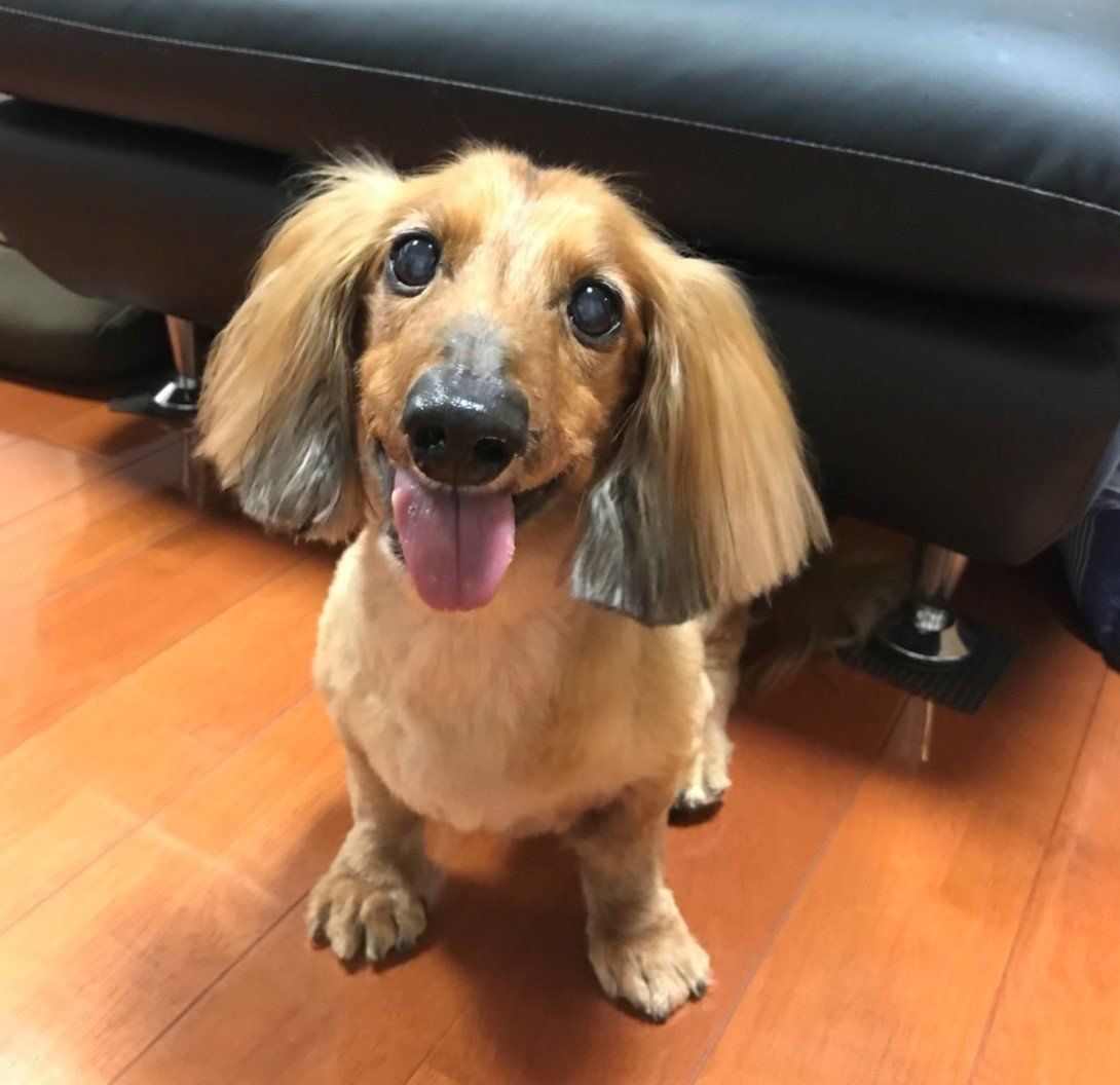 15才のミニチュア・ダックスフンド