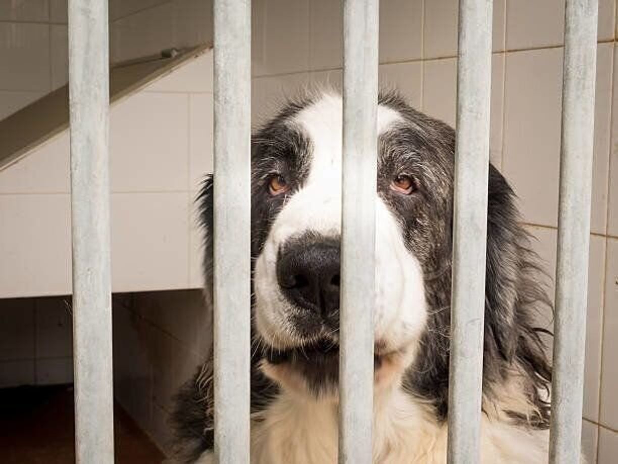 ピレニアン マスティフの特徴 性格 最新価格と飼い方 いぬのきもち 犬図鑑 いぬのきもちweb Magazine ピレニアン マスティフの特徴 性格 最新価格と飼い方 いぬのきもち 犬図鑑 いぬのきもちweb Magazine