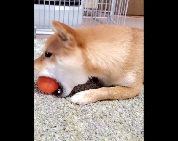 ボールで遊ぶなつちゃん