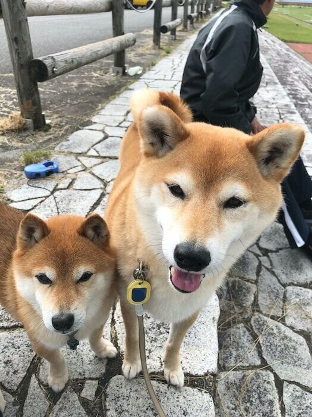 お友達犬ヤマトくんとの思い出 マロたんをずっと見守っていてね いぬのきもちweb Magazine お友達犬ヤマトくんとの思い出 マロたんをずっと見守っていてね いぬのきもちweb Magazine